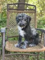 Maggie (F1B), a female Labradoodle for sale in Graham, AL – Photo 3 of 9