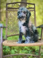 Maggie (F1B), a female Labradoodle for sale in Graham, AL – Photo 4 of 9