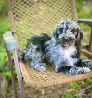 Maggie (F1B), a female Labradoodle for sale in Graham, AL – Photo 5 of 9