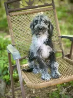 Maggie (F1B), a female Labradoodle for sale in Graham, AL – Photo 8 of 9