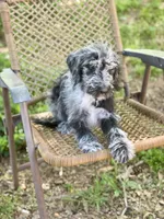 Maggie (F1B), a female Labradoodle for sale in Graham, AL – Photo 9 of 9