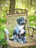 Maggie (F1B), a female Labradoodle for sale in Graham, AL – Photo 7 of 9
