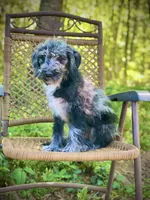 Maggie (F1B), a female Labradoodle for sale in Graham, AL – Photo 6 of 9