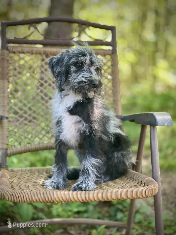 Maggie (F1B) – Labradoodle puppy for sale in Graham, AL