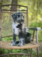 Maggie (F1B), a female Labradoodle for sale in Graham, AL – Photo 1 of 9