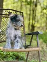 Oreo (F1B), a male Labradoodle for sale in Graham, AL – Photo 9 of 10