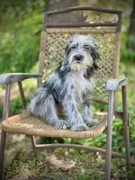 Oreo (F1B), a male Labradoodle for sale in Graham, AL – Photo 10 of 10