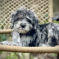 Oreo (F1B), a male Labradoodle for sale in Newnan, GA – Photo 2 of 10
