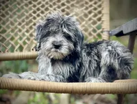 Oreo (F1B), a male Labradoodle for sale in Newnan, GA – Photo 2 of 10