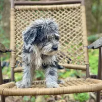 Oreo (F1B), a male Labradoodle for sale in Newnan, GA – Photo 6 of 10