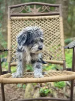 Oreo (F1B), a male Labradoodle for sale in Newnan, GA – Photo 6 of 10