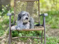 Oreo (F1B), a male Labradoodle for sale in Graham, AL – Photo 5 of 10