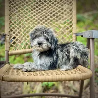 Oreo (F1B), a male Labradoodle for sale in Newnan, GA – Photo 5 of 10