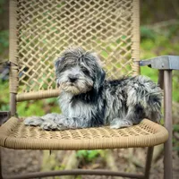 Oreo (F1B), a male Labradoodle for sale in Newnan, GA – Photo 5 of 10