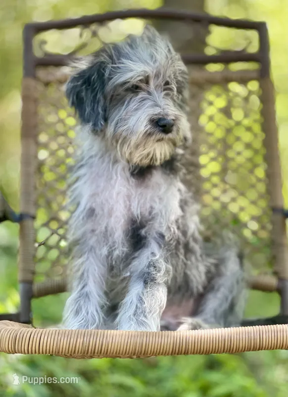 Oreo (F1B) – Labradoodle puppy for sale in Graham, AL