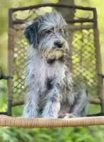 Oreo (F1B), a male Labradoodle for sale in Graham, AL – Photo 1 of 10
