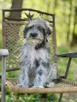 Oreo (F1B), a male Labradoodle for sale in Graham, AL – Photo 8 of 10