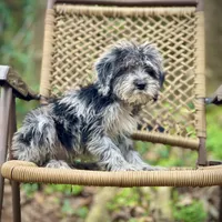 Oreo (F1B), a male Labradoodle for sale in Newnan, GA – Photo 9 of 10