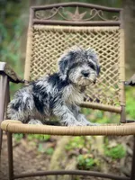 Oreo (F1B), a male Labradoodle for sale in Newnan, GA – Photo 9 of 10