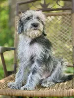 Oreo (F1B), a male Labradoodle for sale in Graham, AL – Photo 7 of 10