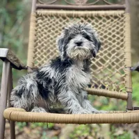 Oreo (F1B), a male Labradoodle for sale in Newnan, GA – Photo 10 of 10