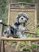 Oreo (F1B), a male Labradoodle for sale in Newnan, GA – Photo 10 of 10