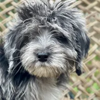 Oreo (F1B), a male Labradoodle for sale in Newnan, GA – Photo 4 of 10