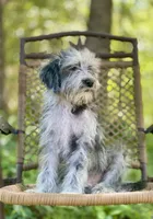 Oreo (F1B), a male Labradoodle for sale in Graham, AL – Photo 4 of 10