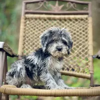 Oreo (F1B), a male Labradoodle for sale in Newnan, GA – Photo 7 of 10
