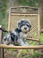 Oreo (F1B), a male Labradoodle for sale in Newnan, GA – Photo 7 of 10