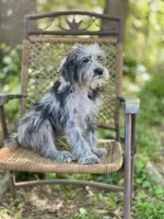 Oreo (F1B), a male Labradoodle for sale in Graham, AL – Photo 6 of 10