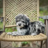 Oreo (F1B), a male Labradoodle for sale in Newnan, GA – Photo 3 of 10