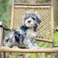 Oreo (F1B), a male Labradoodle for sale in Newnan, GA – Photo 8 of 10
