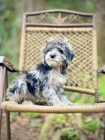 Oreo (F1B), a male Labradoodle for sale in Newnan, GA – Photo 8 of 10