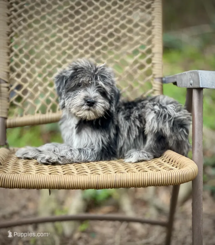 Oreo (F1B) – Labradoodle puppy for sale in Newnan, GA