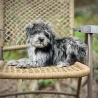 Oreo (F1B), a male Labradoodle for sale in Newnan, GA – Photo 1 of 10