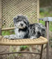 Oreo (F1B), a male Labradoodle for sale in Newnan, GA – Photo 4 of 10