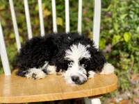 Bruno, a male Aussiedoodle for sale in Newnan, GA – Photo 7 of 7