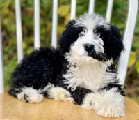 Bruno, a male Aussiedoodle for sale in Newnan, GA – Photo 3 of 7