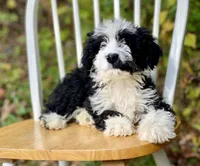 Bruno, a male Aussiedoodle for sale in Newnan, GA – Photo 6 of 7