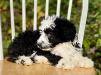 Bruno, a male Aussiedoodle for sale in Newnan, GA – Photo 5 of 7