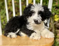 Bruno, a male Aussiedoodle for sale in Newnan, GA – Photo 2 of 7