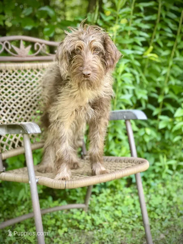 Winston (F1B) – Labradoodle puppy for sale in Newnan, GA