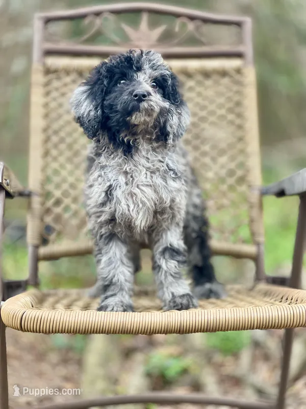 Jazzy (F1B), a female Labradoodle for sale in Newnan, GA – Photo 1 of 10
