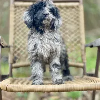 Jazzy (F1B), a female Labradoodle for sale in Newnan, GA – Photo 1 of 10