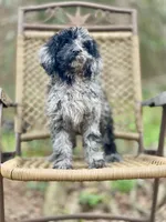 Jazzy (F1B), a female Labradoodle for sale in Newnan, GA – Photo 1 of 10