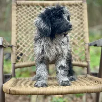 Jazzy (F1B), a female Labradoodle for sale in Newnan, GA – Photo 10 of 10
