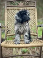 Jazzy (F1B), a female Labradoodle for sale in Newnan, GA – Photo 10 of 10