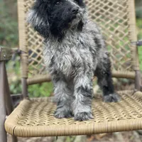 Jazzy (F1B), a female Labradoodle for sale in Newnan, GA – Photo 3 of 10