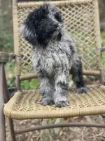 Jazzy (F1B), a female Labradoodle for sale in Newnan, GA – Photo 3 of 10